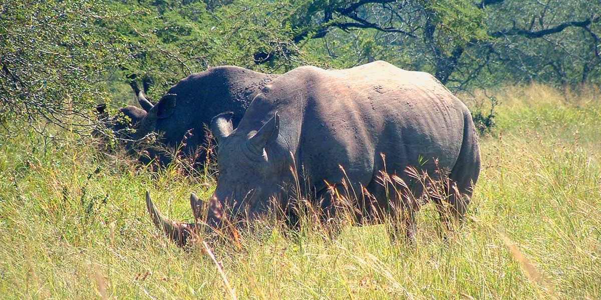 zululand-header-01